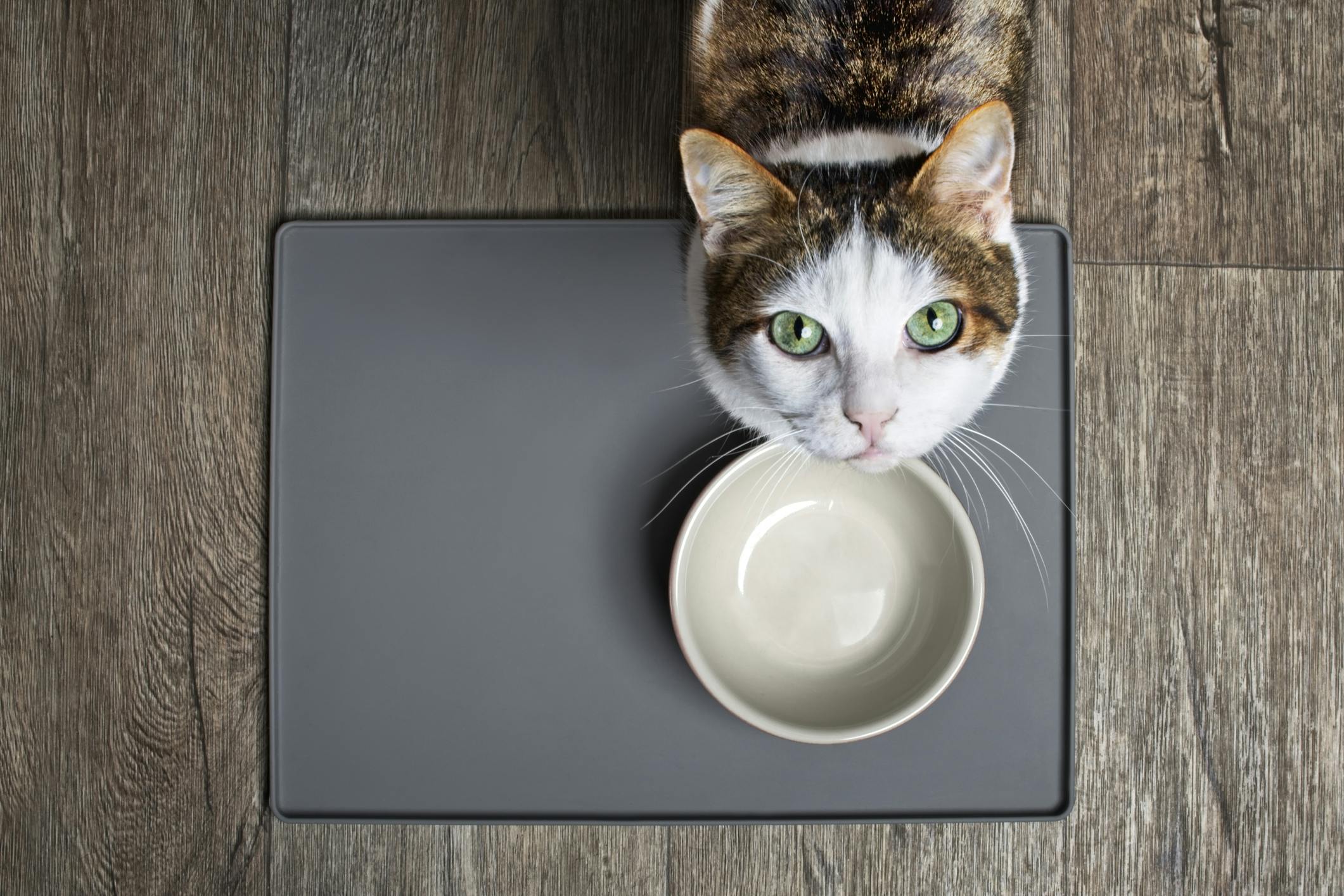 Best cat food for sensitive clearance digestion